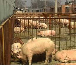  农民人大代表三年总结 农民养猪三年赚5000多万