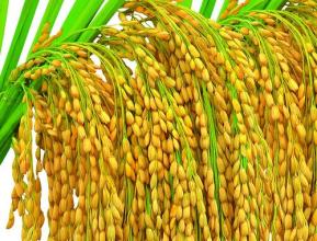  稻谷价格2016最新行情 当前国内稻谷市场行情稳中有升
