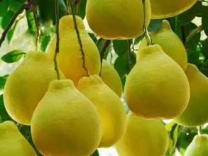  柚子资产郝江波的老公 32元创业卖柚子 创造资产2000万