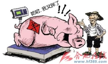  春节猪肉涨价 猪肉涨价 养猪老李今年赚翻了