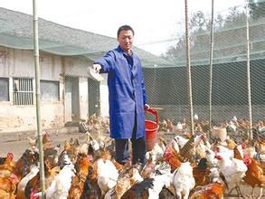  摇身一变的意思 农村创业:投资办鸡场 摇身一变当老板
