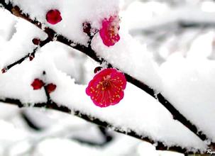  中国食用菌之都 章雪梅的食用菌之梦