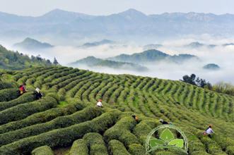  中国茶叶产地分布 茶叶店和茶产地，如何联盟才能更快卖茶？