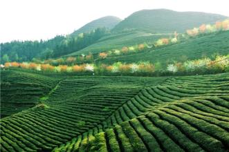  贵州2016年gdp 2016，贵州茶叶凭什么“贵”？