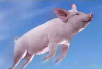  猪都能飞起来 猪飞起来后怎么办？