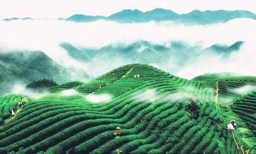  贵州是高原吗 贵州高原茶定位与卖点存致命缺憾
