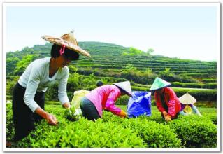  中国茶产业现状 中国茶产业到了“撕名牌”的时刻