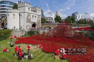  罂粟花 英国 赏析英国伦敦塔的“罂粟花海”