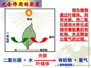  光合色素吸收光谱 用“光合作用”吸收“中层”危机