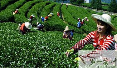  广州茶叶批发市场 茶叶品牌，做茶场还是做市场