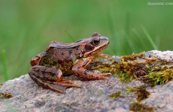  蜗牛一步一步往上爬 苔藓石头上的青蛙，不往上爬就会往下滑