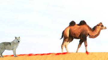  骆驼性情 神奇的骆驼