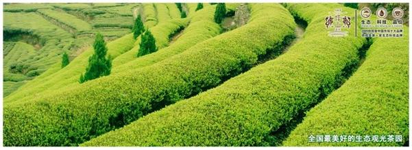  八马茶业的茶叶怎么样 今年全国茶叶增产8%广东茶业迈向现代化