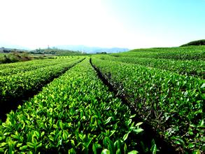  茶叶和茶业有什么区别 今年全国茶叶增产8%　广东茶业迈向现代化