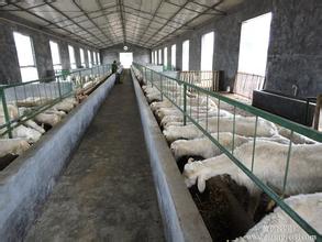  纯种波尔山羊养殖场 养殖场提高纯种猪育种水平的措施