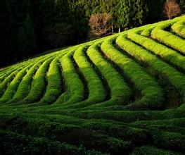  黄冈名茶wysc2009 助推川茶千亿产业　“中国名茶核心区”欲破题