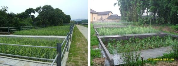  农村污水处理人工湿地 A/O+人工湿地技术在农村生活污水处理中的应用