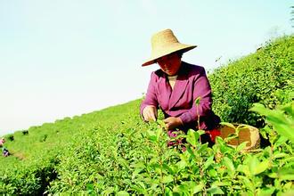  中国原生态农产品电商 茶市吹电商直销风　原生态茶园走俏