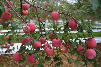  苹果栽培新技术 洛川绿色苹果的栽培技术
