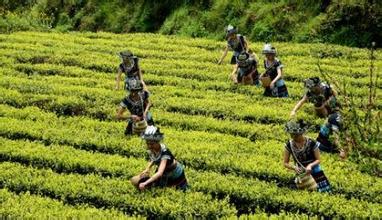  贵州钢铁去产能 四招可延续贵州茶叶产能第一
