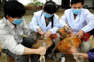  日本禽流感疫情蔓延 禽流感中的疫情公开