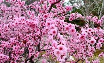  春节不回家 反向旅游 春节旅游　花开谁家