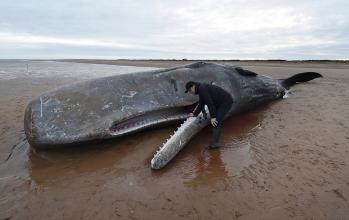  漆黑的魅影5.0巨鲸王 “巨鲸之死”的警示