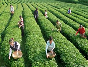  2016欧盟茶叶农残标准 理性看待茶叶农残标准