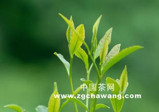  南方大宗茶叶 中国茶叶行业如何面对“大宗茶”？