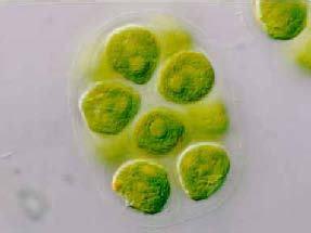  微囊藻毒素试剂盒 饮用水中微囊藻毒素与健康