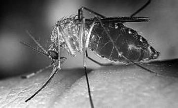  美国爆发西尼罗河病毒：都是蚊子惹的祸