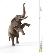  关于动物狂欢节的故事 大象跳舞的故事
