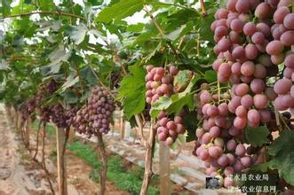  红提葡萄价格 设施红提葡萄延后栽培树体管理技术探析