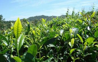  生物农药 产业链 “农药凶猛”，请茶产业“指高点”！