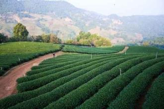  兰晓华：未来五年内中国七万家茶企将“破产”