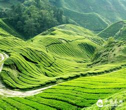  中国10大茶叶 2013，茶叶品牌仍需排除10大阻力