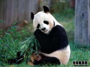  奢侈品茶叶蛋 “熊猫茶”是对奢侈品的误读