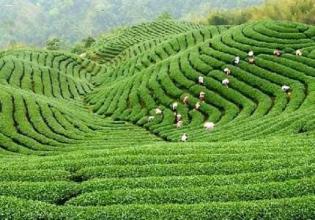  2012上海计划生育政策 2012，中国茶业需“计划生育”
