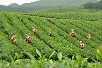  贵州茶园 茶园面积第二，贵州茶叶还要什么？