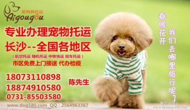  青山宠物服务有限公司 如何创办一个宠物服务公司?