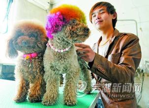  黄光裕 市场机遇 中国宠物消费市场迎来机遇