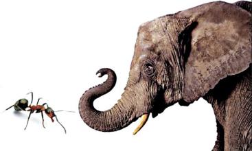  大象腿怎样快速的瘦腿 大象的竞争哲学