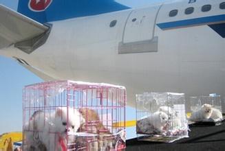  青岛机场宠物空运 分享空运宠物经验