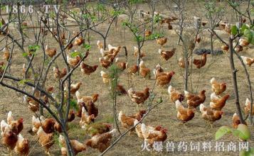  林下散养鸡的市场前景 请问养鸡的市场前景怎么样?