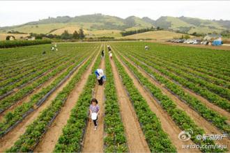  国有农场土地承包办法 我承包了一片土地，想要办个农场，想种点葡萄养点牛