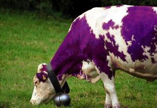  紫牛公社 做变化中的紫牛