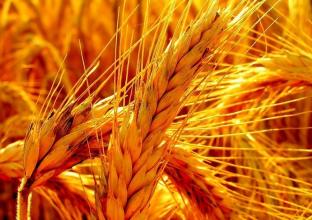 恶性通胀 通胀，从小麦开始？