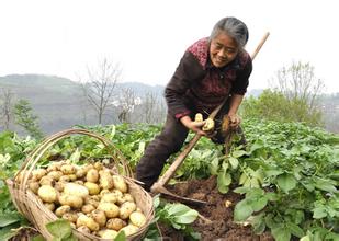  广州城中村造千万富翁 黑鸭下金蛋 42岁农民三年成千万富翁