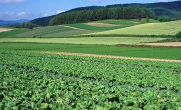  农业产业化发展规划 农业产业化—