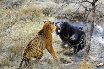  印度老虎保护区 印度希望与中国协力保护老虎